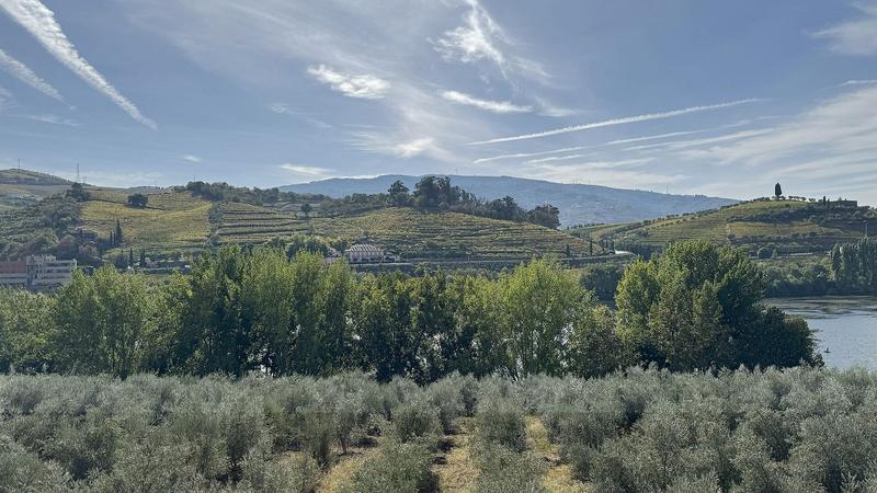 Terraced vineyards of the Douro Valley stepping down to the river